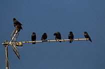 Social gathering of Spotless Starlings {Sturnus unicolor} on rooftop television aerial, Alcantara, Spain