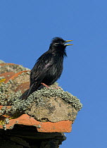 Spotless Starling {Sturnus unicolor} in territorial song from rooftop, Castelo Branco, Portugal