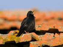 Spotless Starling {Sturnus unicolor} singing from roof over its territory, Castelo Branco, Portugal