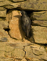 Spotless Starling {Sturnus unicolor} bringing nesting material to its nest site in an old stone wall, Castelo Branco, Portugal