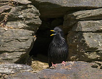 Spotless Starling {Sturnus unicolor} singing from its nest site in old stone wall, Castelo Branco, Portugal