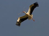 White Stork {Ciconia ciconia} in flight carrying nesting material, Alcantara, Spain