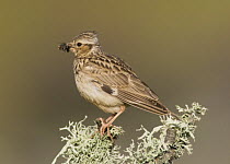 Woodlark {Lullula arborea} on lichen covered branch with food for chicks, Castelo Branco, Portugal