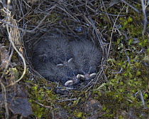 Woodlark {Lullula arborea} looking down on chicks in nest, Castelo Branco, Portugal