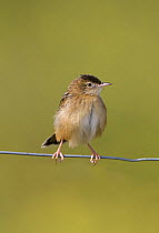 Fan-tailed warbler / Zitting Cisticola {Cisticola juncidis} perched on wire, enjoying late afternoon sunshine, Evora, Portugal