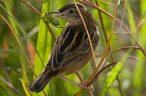 Fan-tailed warbler / Zitting Cisticola {Cisticola juncidis} with insect / spider for chicks in its beak, in deep vegetaion, Evora, Portugal