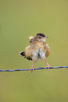 Fan-tailed warbler / Zitting Cisticola {Cisticola juncidis} perched on wire, fluffing feathers out after bathing, Evora, Portugal