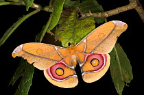 Male "Atlas-type" Moth (Saturniidae) Mantadia National Park, East Madagascar.