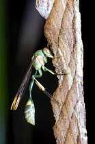Social Green paper wasp (Ropalidia sp) on paper nest. Ranomafana National Park, SE Madagascar.