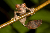 "Satanic" Leaf-tailed Gecko (Uroplatus phantasticus) active at night, Ranomafana National Park, Eastern Madagascar.