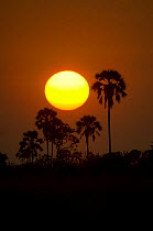 Borarrus palms at sun rise. Selinda Spillway, Okavango Delta, Botswana, July 2008