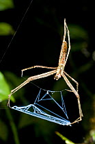 RF- Net casting spider (Deinopis sp) lying in ambush. Ranomafana National Park, SE Madagascar. (This image may be licensed either as rights managed or royalty free.)