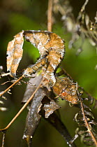 'Dead Leaf' Leaf-tailed Gecko (Uroplatus phantasticus / formerly Uroplatus ebenaui). Mantadia National Park, Eastern Madagascar.