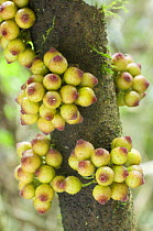 Fruits of Fig {Ficus sp} growing directly from trunk (cauliflory), Ranomafana National Park, SE Madagascar.