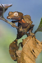 "Satanic" Leaf-tailed Gecko (Uroplatus phantasticus) moving amongst dead and shrivelled leaves. Ranomafana National Park, Eastern Madagascar.