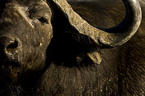 Male African / Cape Buffalo (Syncerus caffer) Okavango Delta, Botswana.