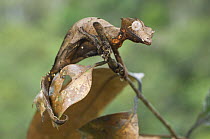 "Satanic" Leaf-tailed Gecko (Uroplatus phantasticus) amongst dead and shrivelled leaves. Ranomafana National Park, Eastern Madagascar.