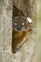 Hubbard's Sportive Lemur (Lepilemur hubbardi) in day-time tree hole. Zombitse National Park, SW Madagascar.