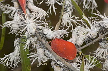 Adult and immature nymphs of Flatid Leaf-Bug / leafhopper (Phromnia rosea) Ifaty Spiny Forest, SW Madagascar