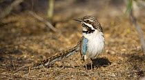 Adult Long-tailed Ground Roller (Uratelornis chimaera) sunning on forest floor, Ifaty Spiny Forest, SW Madagascar.