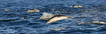School of Long-beaked Common Dolphin (Delphinus capensis) porpoising, False Bay, Cape, South Africa.