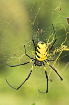 Female Giant Orb-web Spider (possibly Nephila sp) at Langoue Bai, Ivindo National Park, Gabon, Central Africa.