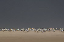 Royal Tern (Thalasseus maximus) colony at St Catherine's Point, Loango National Park, Gabon, Central Africa
