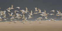 Royal Tern (Thalasseus maximus) colony in flight, St Catherine's Point, Loango National Park, Gabon, Central Africa