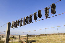 Bodies of European Mole (Talpo europaea) strung up on fence, killed by farmer / gamekeeper. Shap Fell, Lake District, Cumbria, UK.
