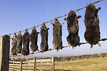 Bodies of European Mole (Talpo europaea) strung up on fence, killed by farmer / gamekeeper. Shap Fell, Lake District, Cumbria, UK.