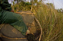 Tracking tigers on Indian Elephant, view from behind the mahout, Chitwan National Park, Nepal. March 2008.