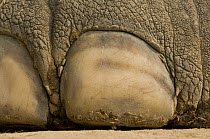Close-up of foot of chained domestic Asian Elephant (Elephas maximus) Royal Chitwan National Park, Nepal.