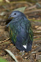 Male Nicobar Pigeon (Caloenas nicobarica) captive, from small offshore islands in SE Asia / Indonesia, including Borneo. Jersey Zoo.