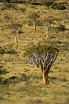 Quiver tree / Kokerboom (Aloe dichotoma) Namibrand Nature Reserve, on the edge of the Sossusvlei dunes, Namib Desert, Namibia. March 2008.