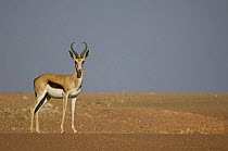 Male Springbok (Antidorcas marsupialis) Skeleton Coast Park, Namibia.