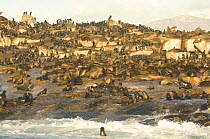 Colony of Cape Fur Seals (Arctocephalus pusillus) on Seal Island in False Bay, Cape, South Africa.