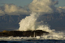 Waves crashing on rocks and Cape Fur Seals (Arctocephalus pusillus) in the surf off Seal Island in False Bay, Cape, South Africa.
