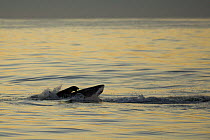 Great White Shark (Carcharodon carcharias) chasing / predating Cape Fur Seal (Arctocephalus pusillus) off Seal Island in False Bay, Cape, South Africa.