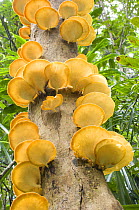 Colony of bracket fungi (unknown sp) growing on rotting tree trunk. Masoala National Park, NE Madagascar.