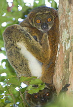 Adult Eastern Woolly Lemur / Eastern Avahi (Avahi laniger) Mantadia National Park, Eastern Madagascar.