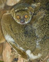 Juvenile Eastern Woolly Lemur / Eastern Avahi (Avahi laniger) clinging to its mother's back. Mantadia National Park, Eastern Madagascar.
