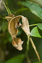 "Dead Leaf" Leaf-tailed Gecko (Uroplatus ebenaui). Mantadia National Park, Eastern Madagascar.