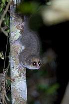 Hairy-eared Dwarf Lemur (Allocebus trichotis) foraging at night. Mitsinjo Forest, near Andasibe, Eastern Madagascar, critically endangered