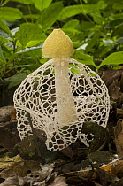 Maiden's Veil / Stinkhorn Fungus (Dictyophora sp) near Langoue Bai, Ivindo National Park, Gabon, Central Africa.