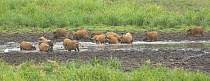 Red River Hogs (Potamochoerus porcus) wallowing at Langoue Bai, Ivindo National Park, Gabon, Central Africa.