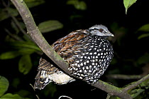 Latham's Forest Francolin (Peliperdix lathami) roosting at night at Langoue Bai, Ivindo National Park, Gabon, Central Africa.