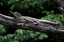 Slender-snouted crocodile (Mecistops cataphractus) basking on branch overhanging river. Loango National Park, Gabon, Central Africa.
