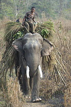 Mahout riding Domestic Asian Elephant (Elephas maximus) carrying fodder. Royal Chitwan National Park, Nepal. March 2008.