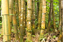 Stands of Giant Bamboo (Cathariostachys madagascariensis) growing in lowland rainforest. Masoala National Park, NE Madagascar.