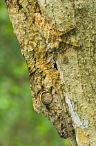 Close-up study of Leaf-tailed Gecko (Uroplatus fimbriatus) camouflaged, resting on a tree trunk. Nosy Mangabe, NE Madagascar.